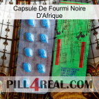 Africa Black Ant Capsule new03